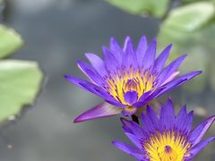 -西双版纳原始森林公园