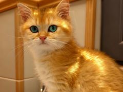 -伟伟宠物医院·CT影像中心·瑞派犬猫综合性门诊(汉口总院)