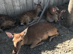 -鹿境梅花鹿生态园区