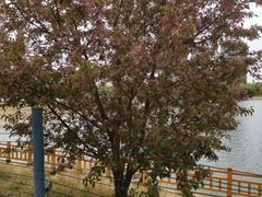 -长白岛森林公园