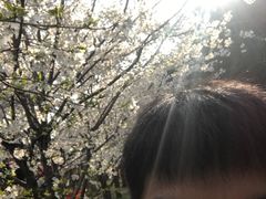 -武汉大学-樱园