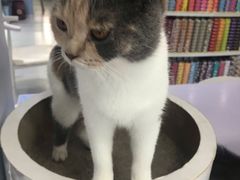 -喵的天空名猫咖啡馆·撸猫·猫舍·用品