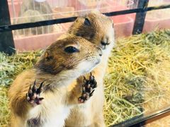 -藦茜花园宠物主题亲子互动体验馆(国顺东路店)