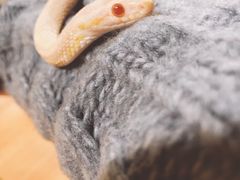 -藦茜花园宠物主题亲子互动体验馆(国顺东路店)