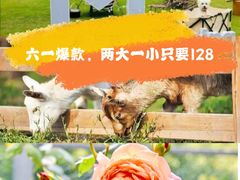 -前小桔亲子创意农场·草莓采摘·露营烧烤