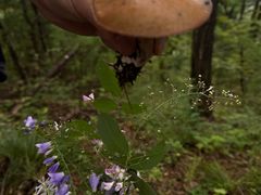 -牛背梁国家森林公园