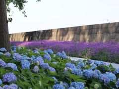 -上海共青森林公园