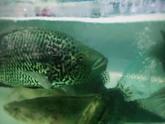 -盒马渔市餐厅