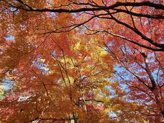 -常寂光寺
