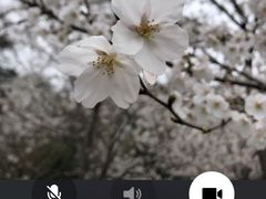 -武汉大学-樱园