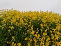 -新安江山水画廊风景区