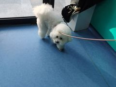 -博特宠物医院24h犬猫全科.骨科·异宠