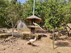 -泉州海丝野生动物世界