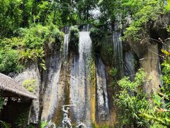 -西双版纳原始森林公园