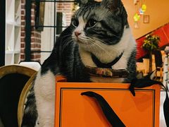 -猫小院猫主题餐厅(南锣旗舰店)