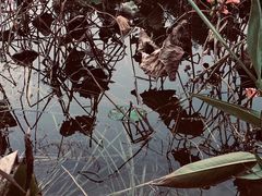 -桤木河湿地公园