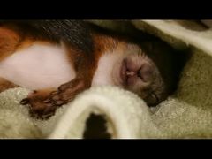 -瑞派·关忠动物医院·异宠专科·犬猫肿瘤·皮肤专科(望京店)