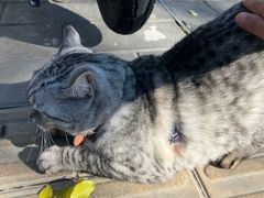 -烤肉宛饭庄(北新桥店)