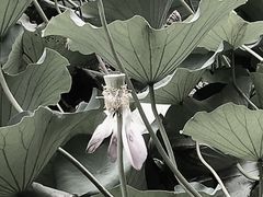 -萨莉亚意式餐厅(金隅嘉品mall店)