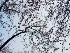 -桃花堤公园
