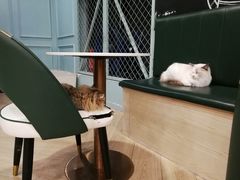 -安格丽娜·狗咖·猫咖羊驼咖(春熙路百盛商场店)