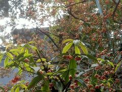 -东山雕花楼