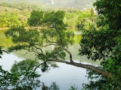 -深圳仙湖植物园