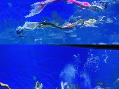 -海合安武汉极地海洋公园