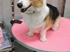 -宠福鑫康馨动物医院·骨科·眼科