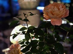 -Golden Lily河内巴黎法越料理餐厅(建国西路店)