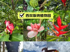 -中国科学院西双版纳热带植物园
