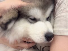 -Let's go狗咖·猫咖·奶狗·桌游(春熙路IFS店)