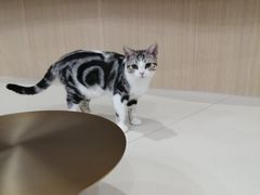 -飞行喵MR PILOT|猫舍·猫咖(静安大融城店)