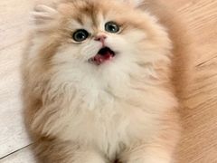 -lincat·猫舍(广州店)