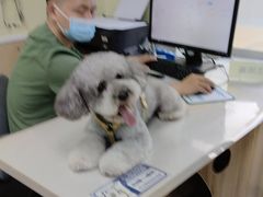 -瑞鹏宠物医院犬猫全科(真大分院)