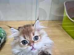 -青奢宠物·青奢猫舍