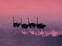 -罗红摄影艺术馆