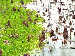 -白鹭湾湿地公园