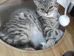 -瑞鹏宠物医院·骨科·猫科·内科(第一中心)
