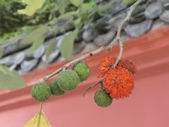 -成都市文殊院