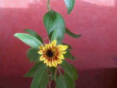 -天津医科大学肿瘤医院(本部院区)