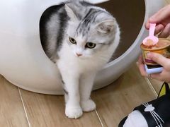 -李小姐の猫咖啡馆(五角场店)
