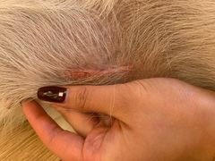 -趣玩宠物乐园寄养训犬训狗游泳池