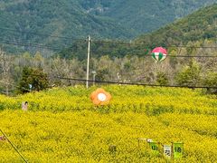 -桑洲油菜花景区