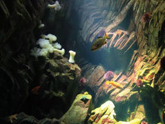 -瑞普利水族馆
