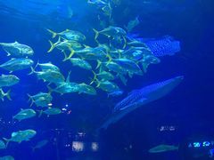 -烟台海昌鲸鲨海洋公园