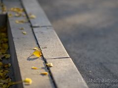 -三里屯东五街银杏大道