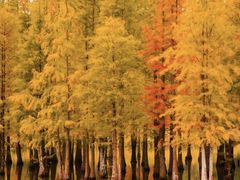 -白鹭湾湿地公园