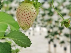 -建德果蔬乐园绪塘草莓基地