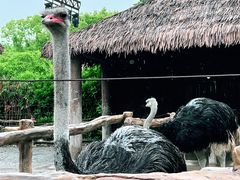 -上海野生动物园